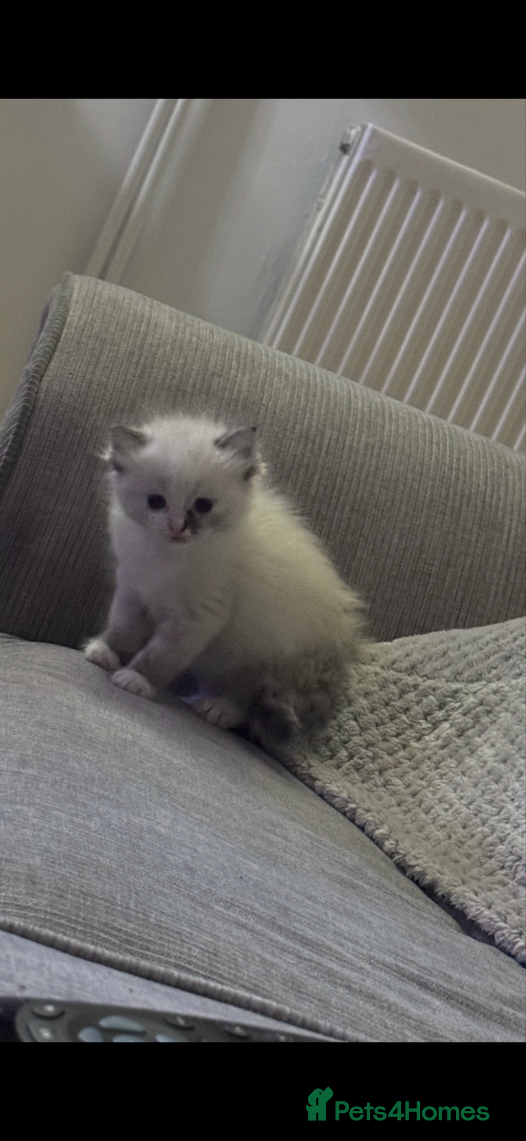 Ragdoll cats for sale: Beautiful Ragdoll kittens  - Image 5