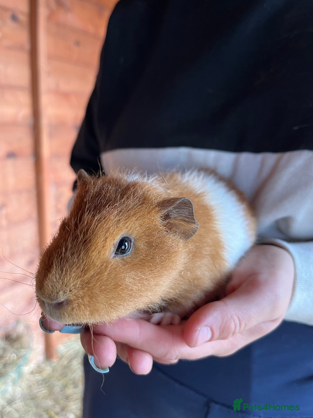Guinea Pig rodents for sale: Gorgeous Rex baby boy guinea pigs  - Image 1