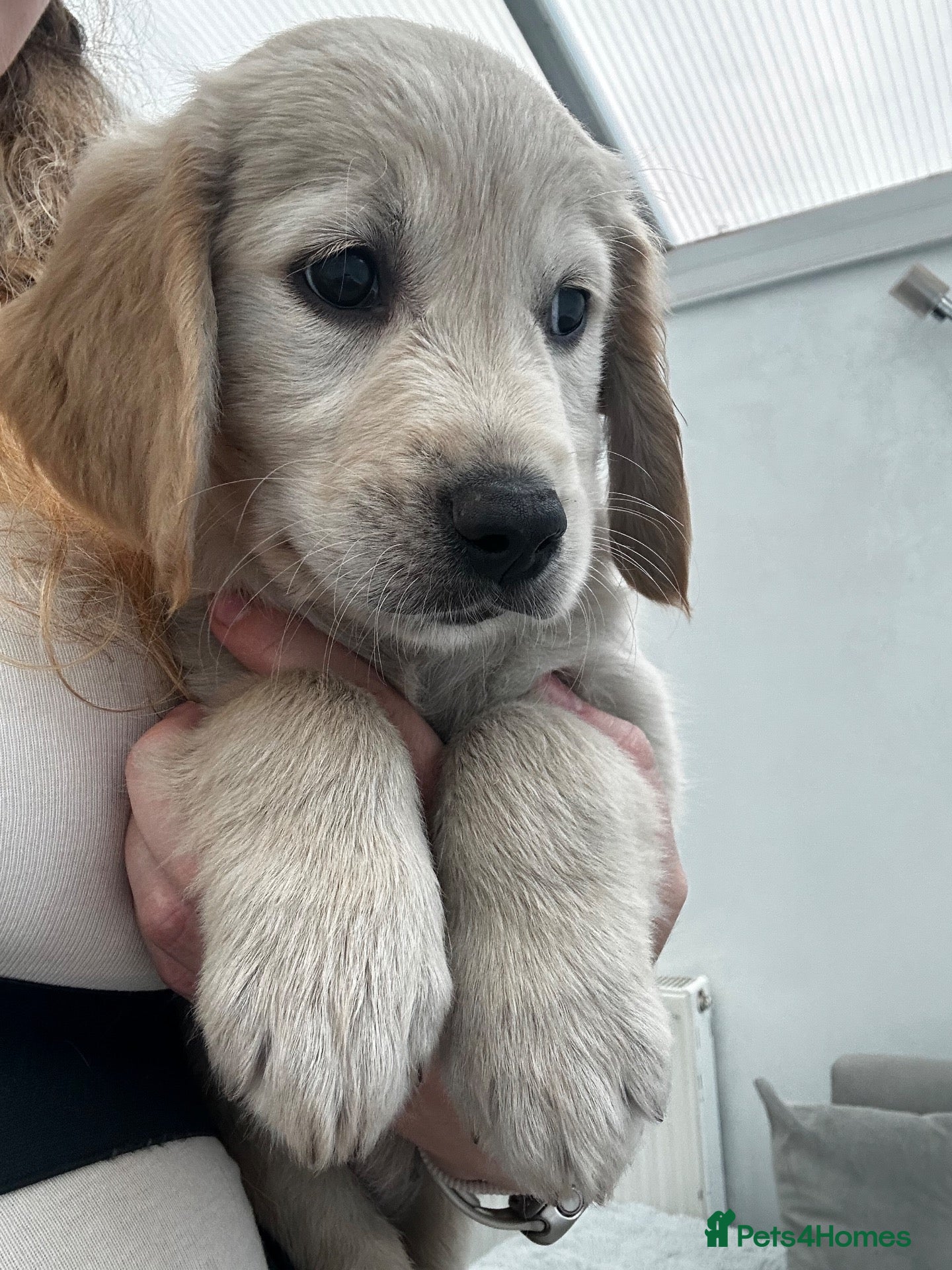 Golden Retriever dogs *LAST KC girl ready to leave NOW!* - Advert 1