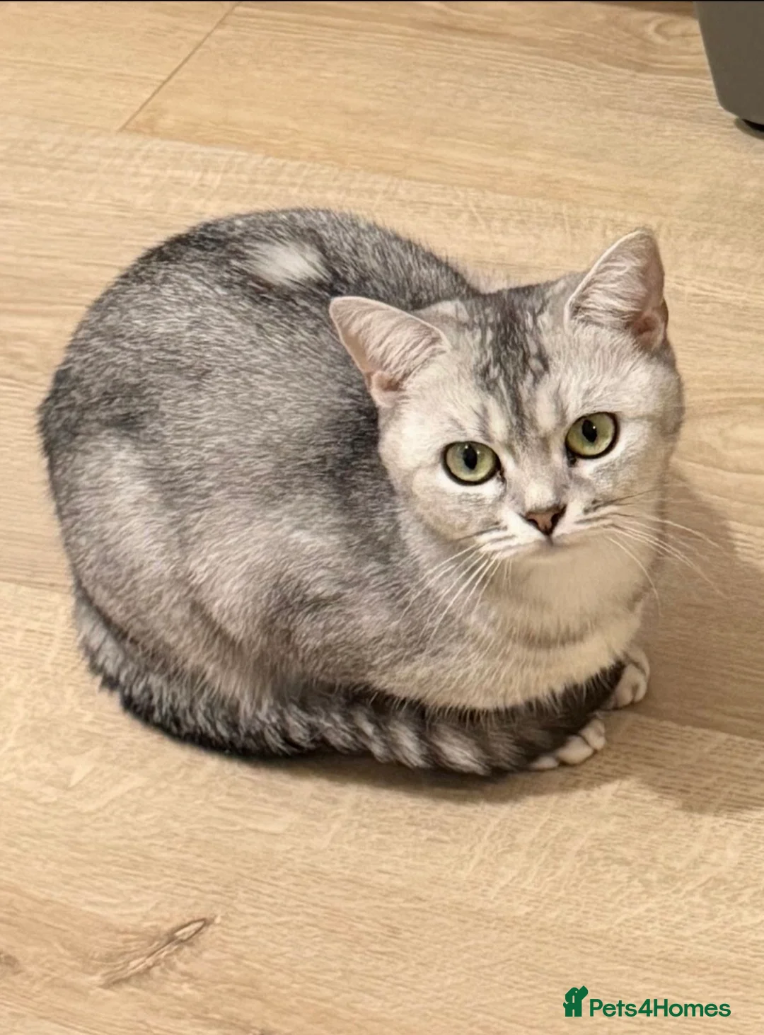 British Shorthair cats for sale: Only three BSH left  - Advert 2