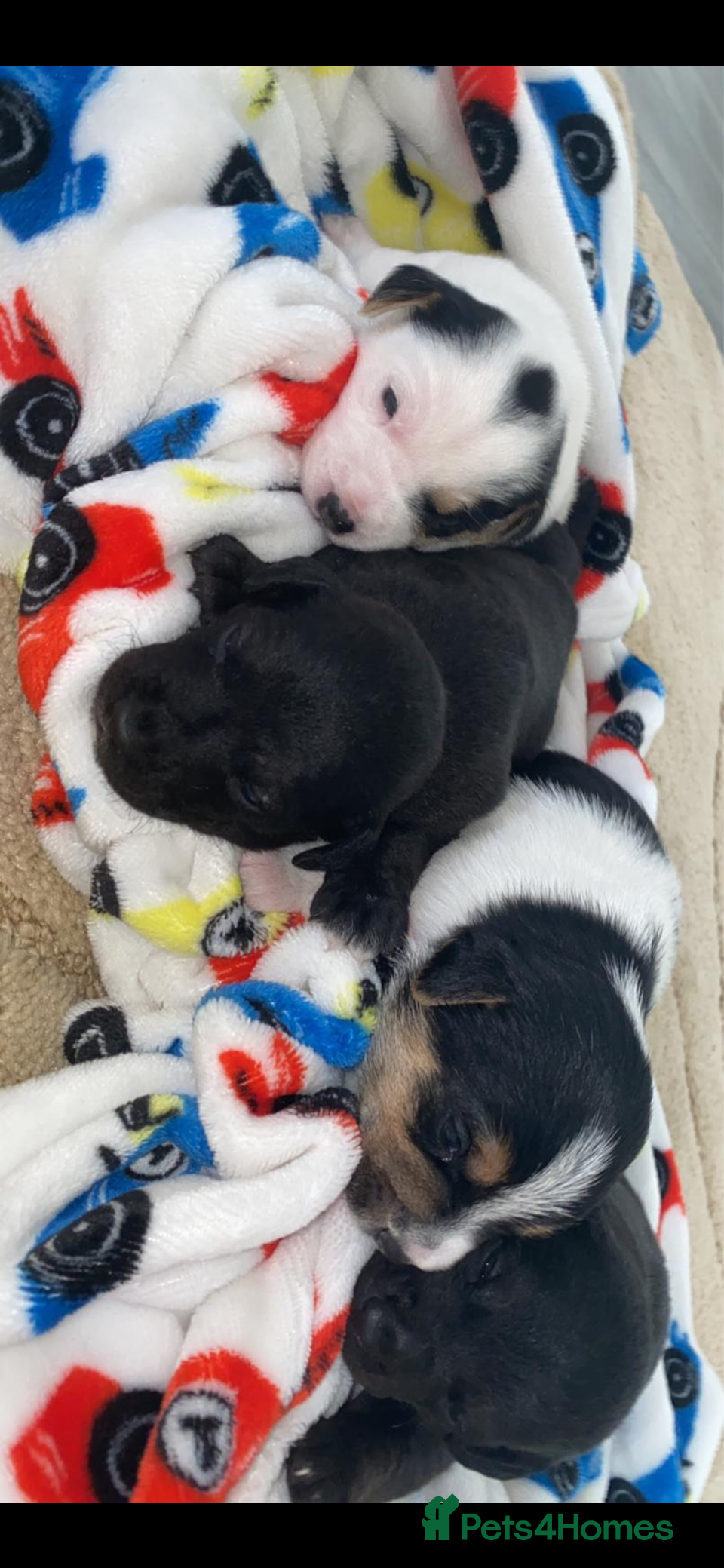 Patterdale Terrier dogs for sale: Patterdale terrier puppies  - Advert 4