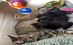 Mixed Breed cats for sale: Beautiful kittens 🐈‍⬛  - Image 4