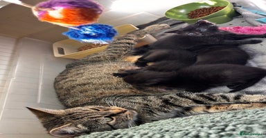 Mixed Breed cats Beautiful kittens 🐈‍⬛ ONLY 4 LEFT - Advert 10