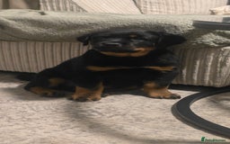 Rottweiler dogs for sale: Pure breed  KING ROTTWEILER (1 female) - Image 11