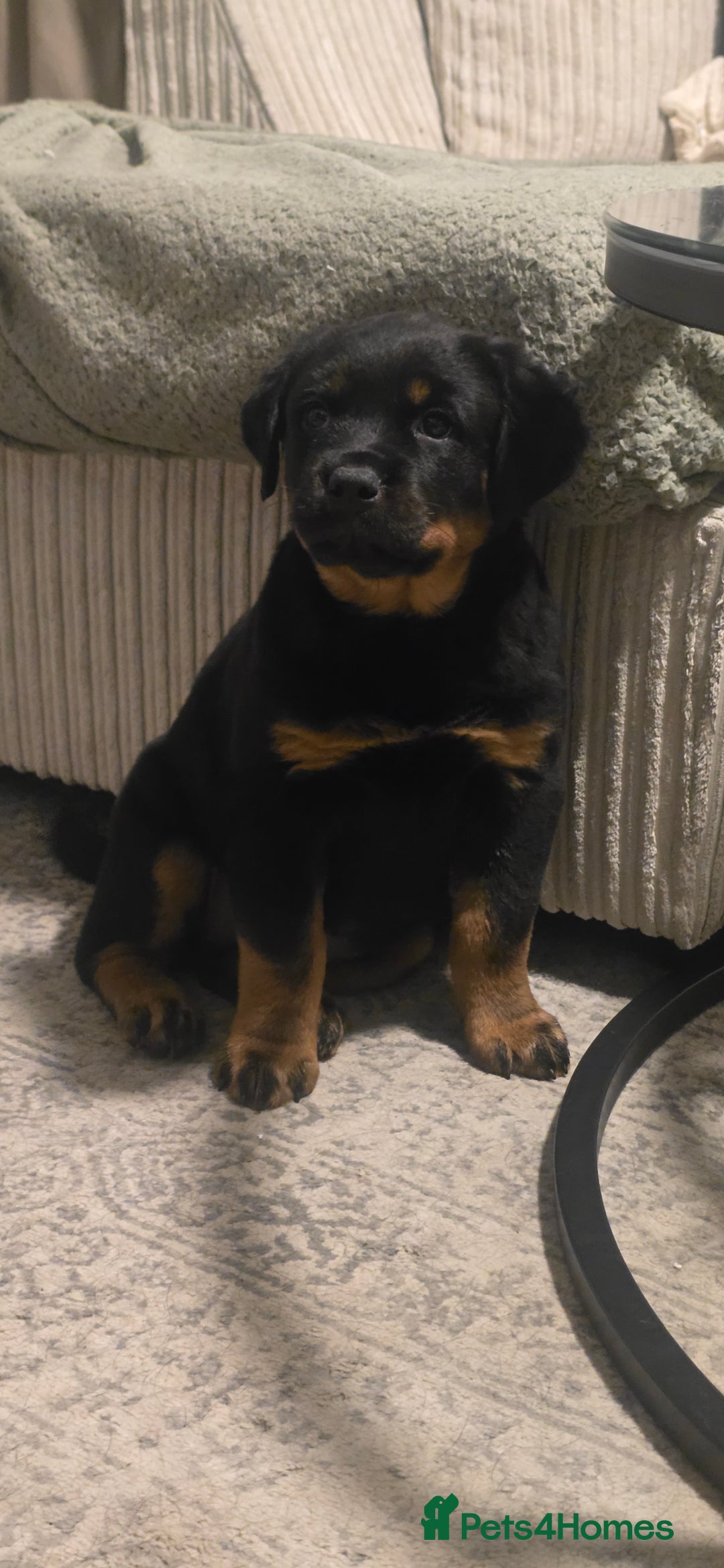 Rottweiler dogs for sale: Pure breed  KING ROTTWEILER (1 female) - Image 11