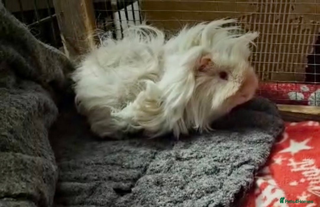 Guinea Pig rodents for sale: Bonded boar pedigree guinea pigs - Advert 9