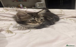 Ragdoll cats for sale: Ragdoll and Russian blue mix  - Image 5