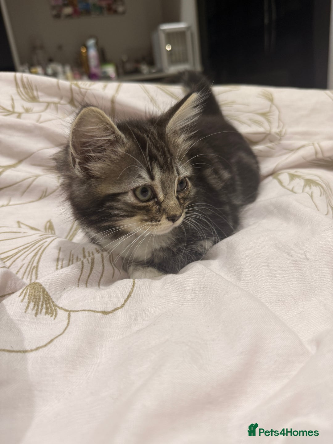 Ragdoll cats for sale: Ragdoll and Russian blue mix  - Image 5