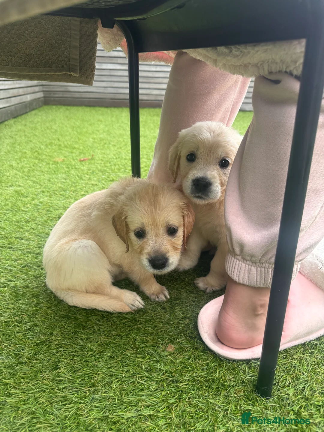 Golden Retriever dogs for sale: Champion line-KC Reg. Golden Retriever Puppies💖💙 - Advert 9