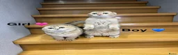 Scottish Fold cats for sale: TICA Registered Scottish Fold & Straight kittens - Advert 21