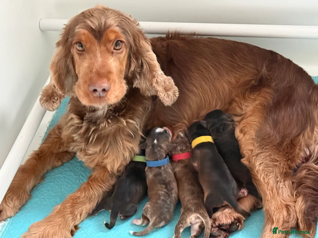 Cockapoo dogs for sale: 5* Licensed Breeder - F1 Cockapoo Puppies - Advert 2