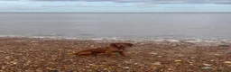 Cocker Spaniel dogs for stud: Stud dog proven - Advert 2