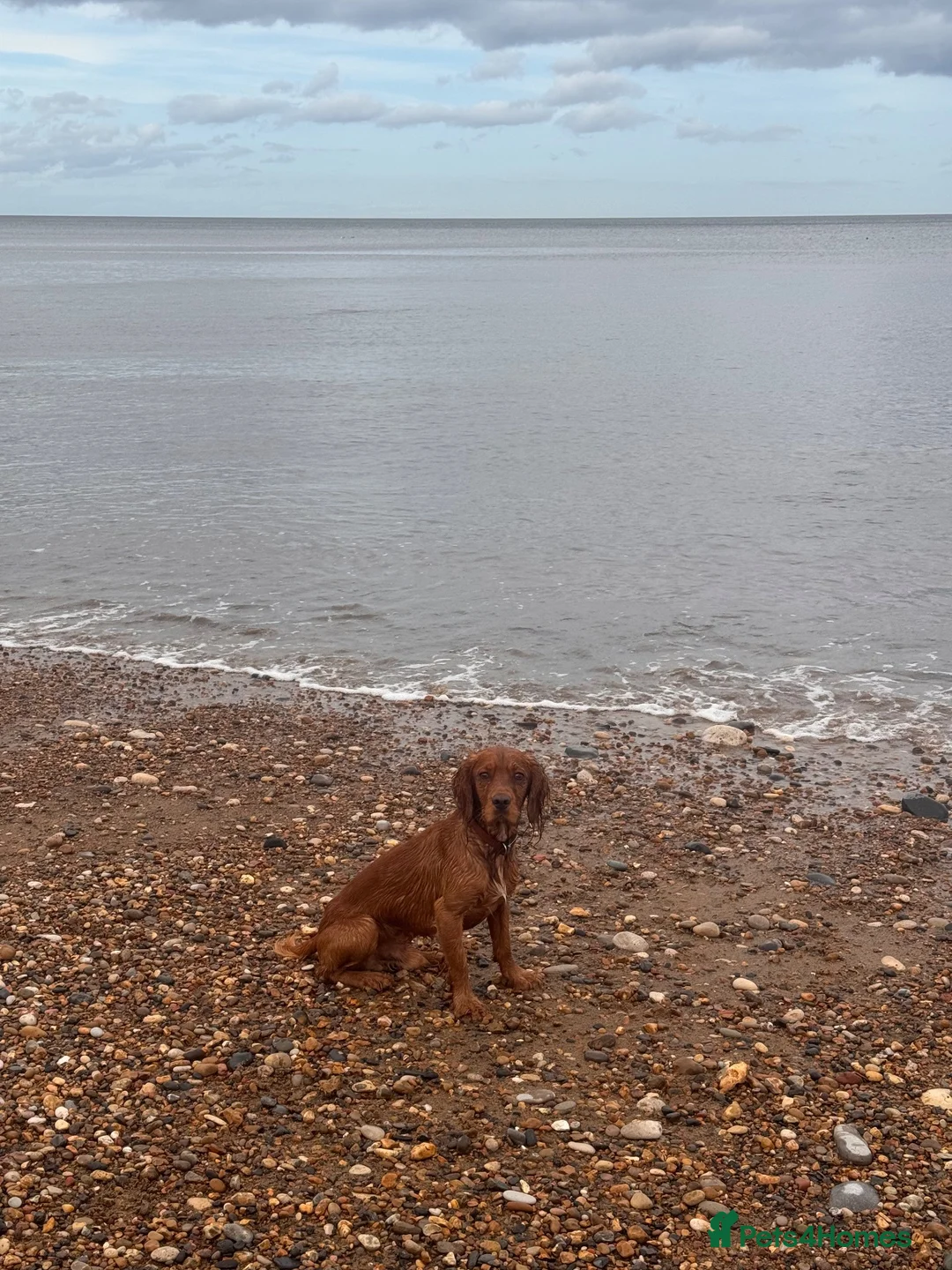 Cocker Spaniel dogs for stud: Stud dog proven - Advert 2