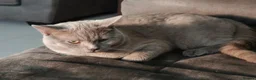 British Shorthair cats for sale: British Shorthair X Bengal (1yo) in Derby - Advert 17