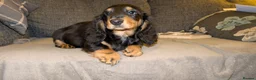 Dachshund dogs for sale: Stunning Long Haired Dachshund Puppies  - Advert 4