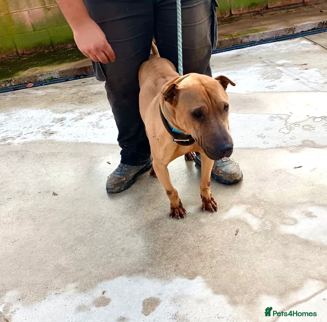 Mixed Breed dogs for adoption: Owner Dying - Dog in Pound  - Advert 1