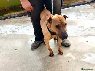 Mixed Breed dogs Owner Dying - Dog in Pound - Advert 13