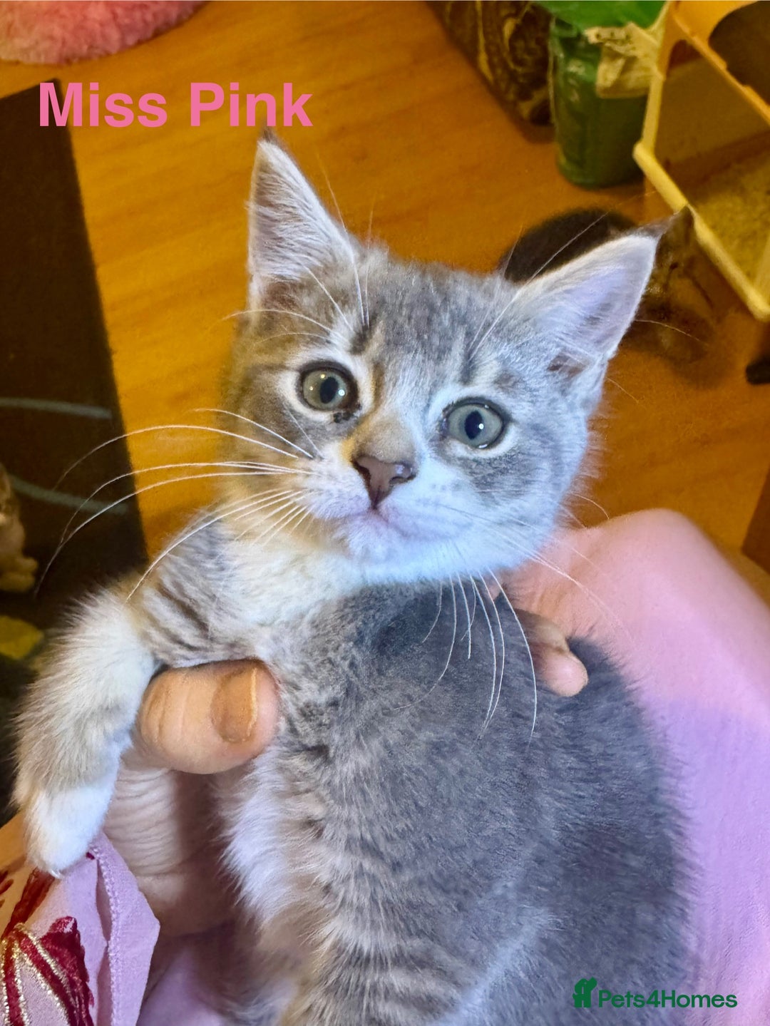 Domestic Shorthair cats for sale: Adorable Loving Kittens Looking for Forever Homes! - Advert 4