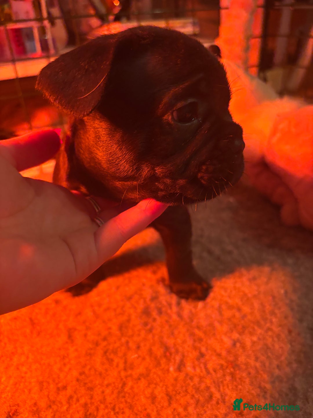 French Bulldog dogs for sale: **READY NOW**French bulldog puppies READY NOW - Image 18