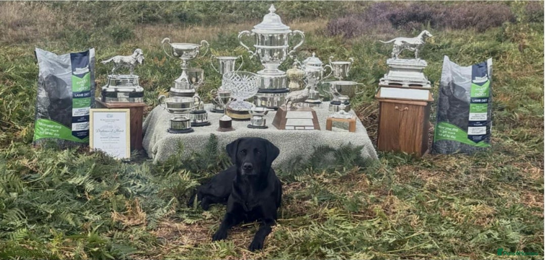 Labrador Retriever dogs for sale: Superb litter for working/competition/pet - Image 10