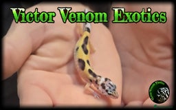 Leopard Gecko reptiles for sale: I Have 4 gorgeous Leopard Geckos available  - Image 3