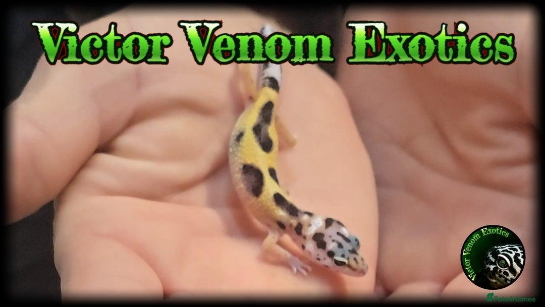 Leopard Gecko reptiles for sale: I Have 4 gorgeous Leopard Geckos available  - Image 3