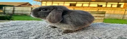 Mini Lop rabbits for sale: Grey mini lop girl ready to leave - Advert 3