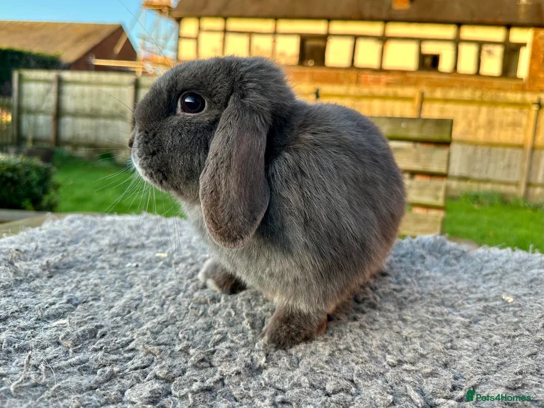 Mini Lop rabbits for sale: Grey mini lop girl ready to leave - Advert 3