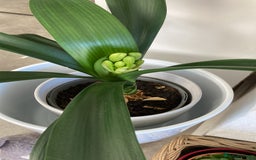 Pond Fish fish for sale: Pond fish - Advert 3