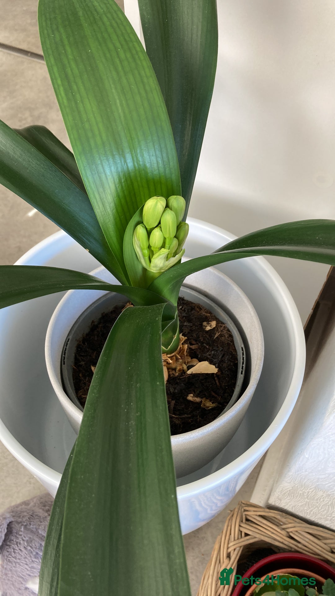 Pond Fish fish for sale: Pond fish - Advert 3