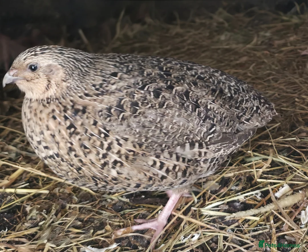 Quail poultry for sale: Quail - Males - Advert 2