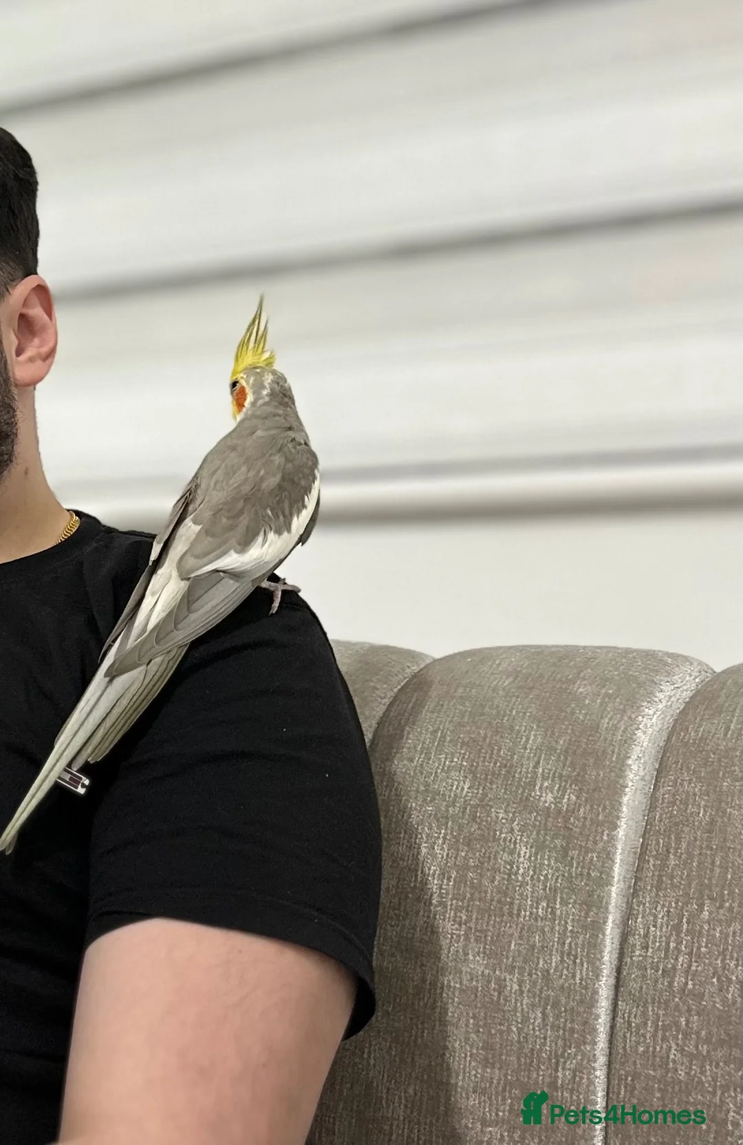 Cockatiels birds for sale: cockatiel in London - Advert 3