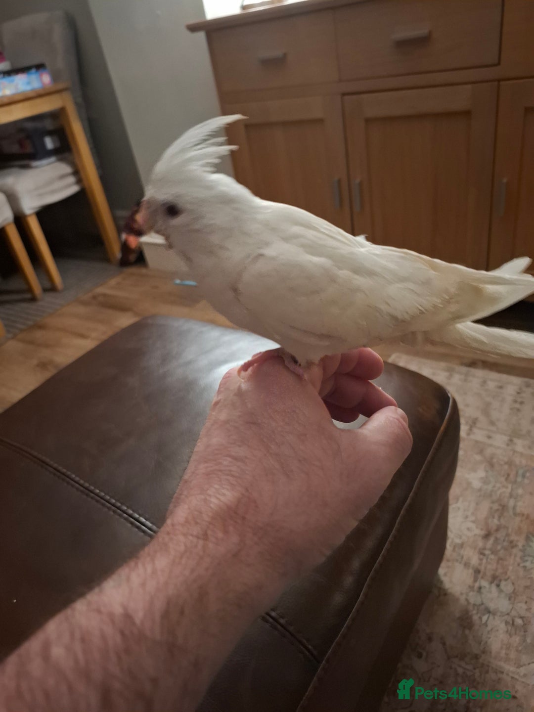 Cockatiels birds for sale: Hand Reared Cockatiel - Advert 5