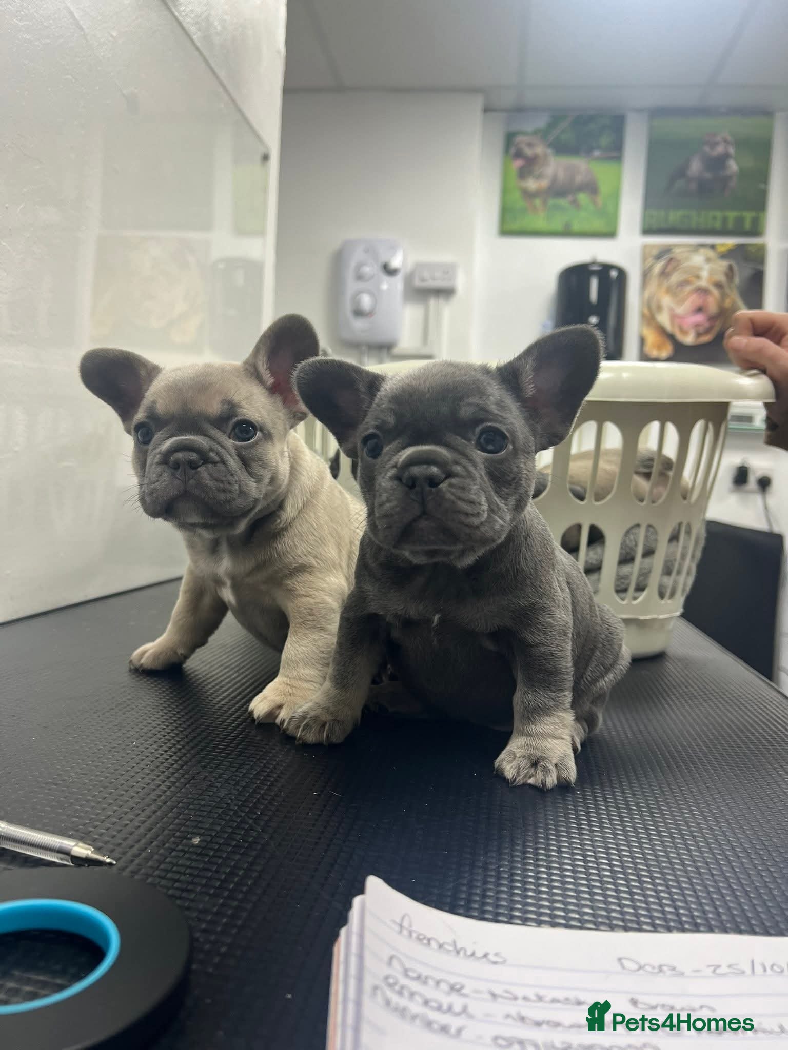 French Bulldog dogs French bulldog puppies - Advert 15