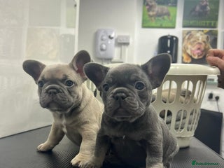 French Bulldog dogs French bulldog puppies - Advert 1