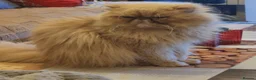 Persian cats for sale: Beautiful Persian Cat-2.5 Years Old in Manchester - Advert 4