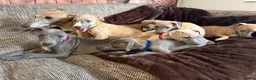 Whippet dogs for sale: Beautiful KC Registered Whippets  - Advert 2