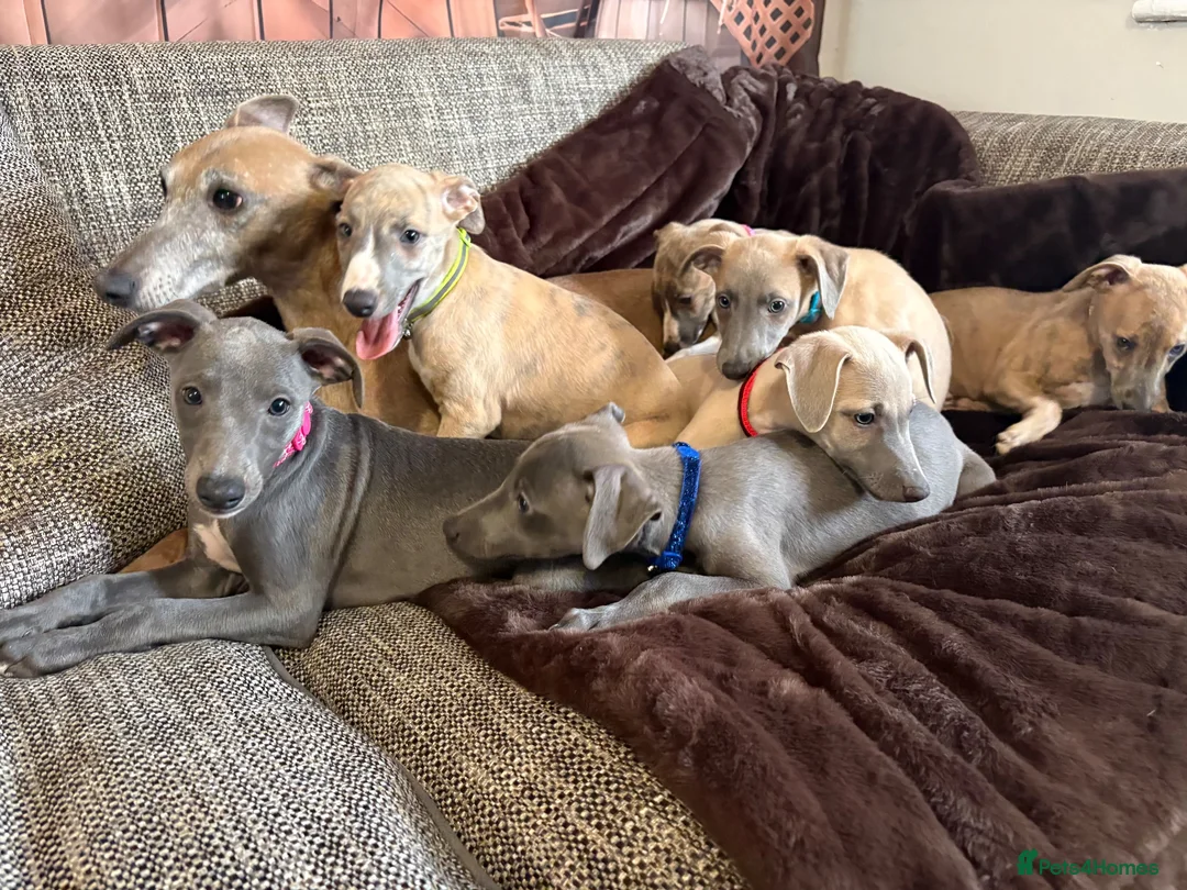 Whippet dogs for sale: Beautiful KC Registered Whippets  - Advert 2