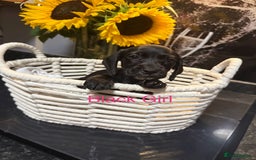 Miniature Dachshund dogs for sale: Miniature Dashunds 3 left  - Image 3