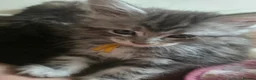 Maine Coon cats for sale: 2 stunning kittens left - Advert 14
