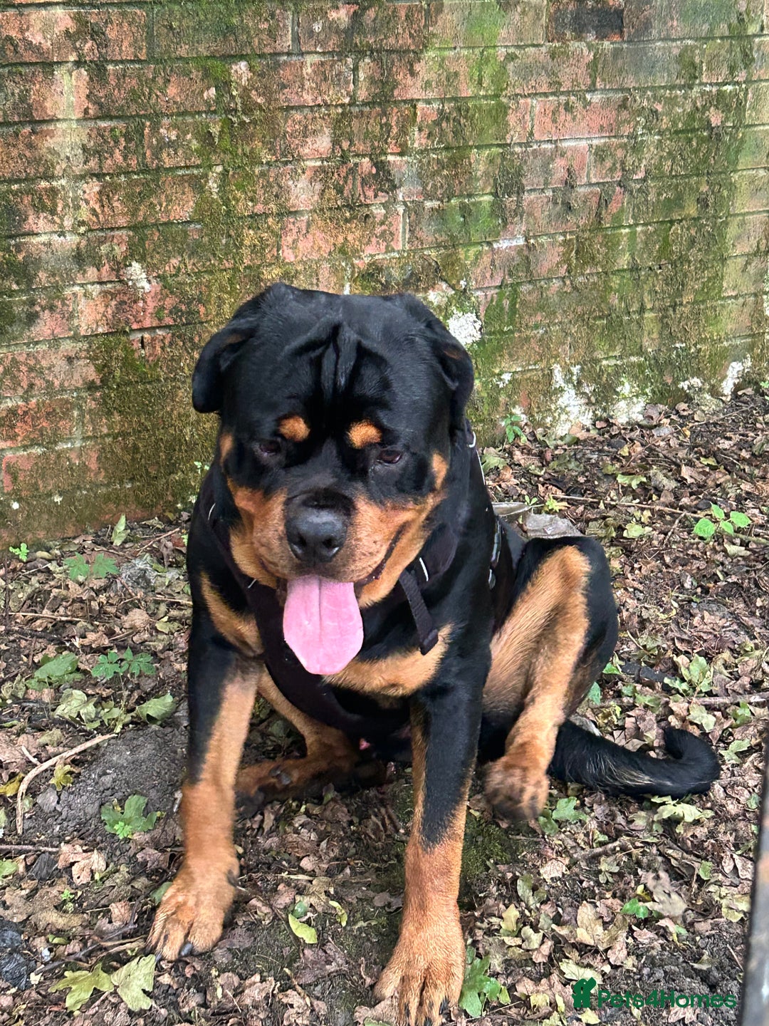 Rottweiler dogs for stud: Stunning solid male Rottweiler  - Image 2