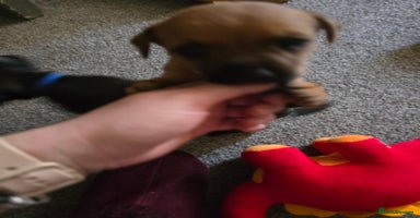 Mixed Breed dogs - Advert 4