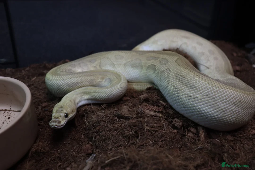 Python Snake reptiles for sale: Royal pythons - Advert 2