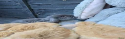 Continental Giant rabbits for sale: Giant French Lops & Mini Lops  - Advert 4