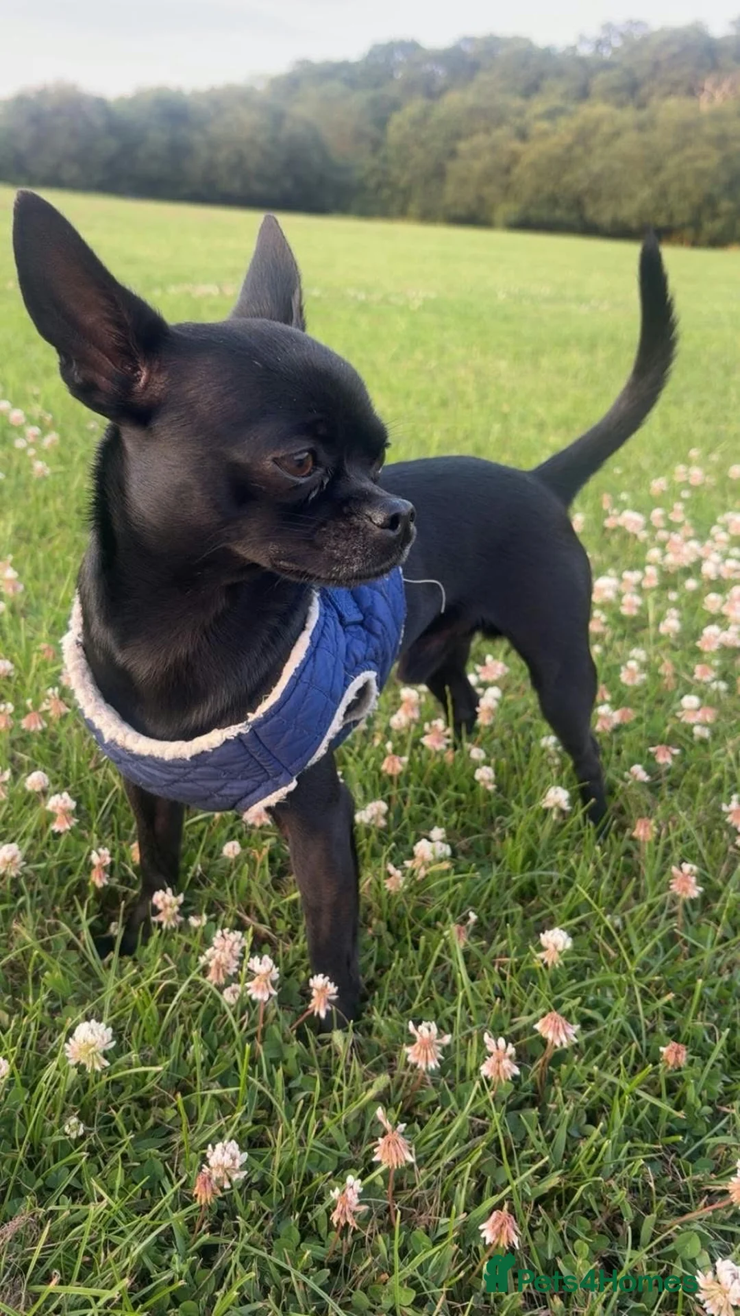 Chihuahua dogs for sale: Solid black chihuahua  - Advert 2