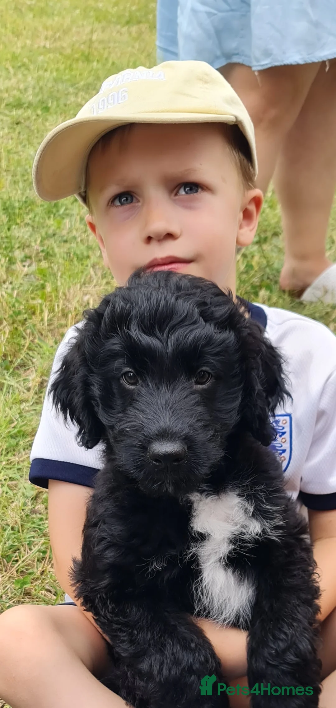 Bordoodle dogs for sale: 🌙☀️Waiting List Open🌙☀️ - Advert 28