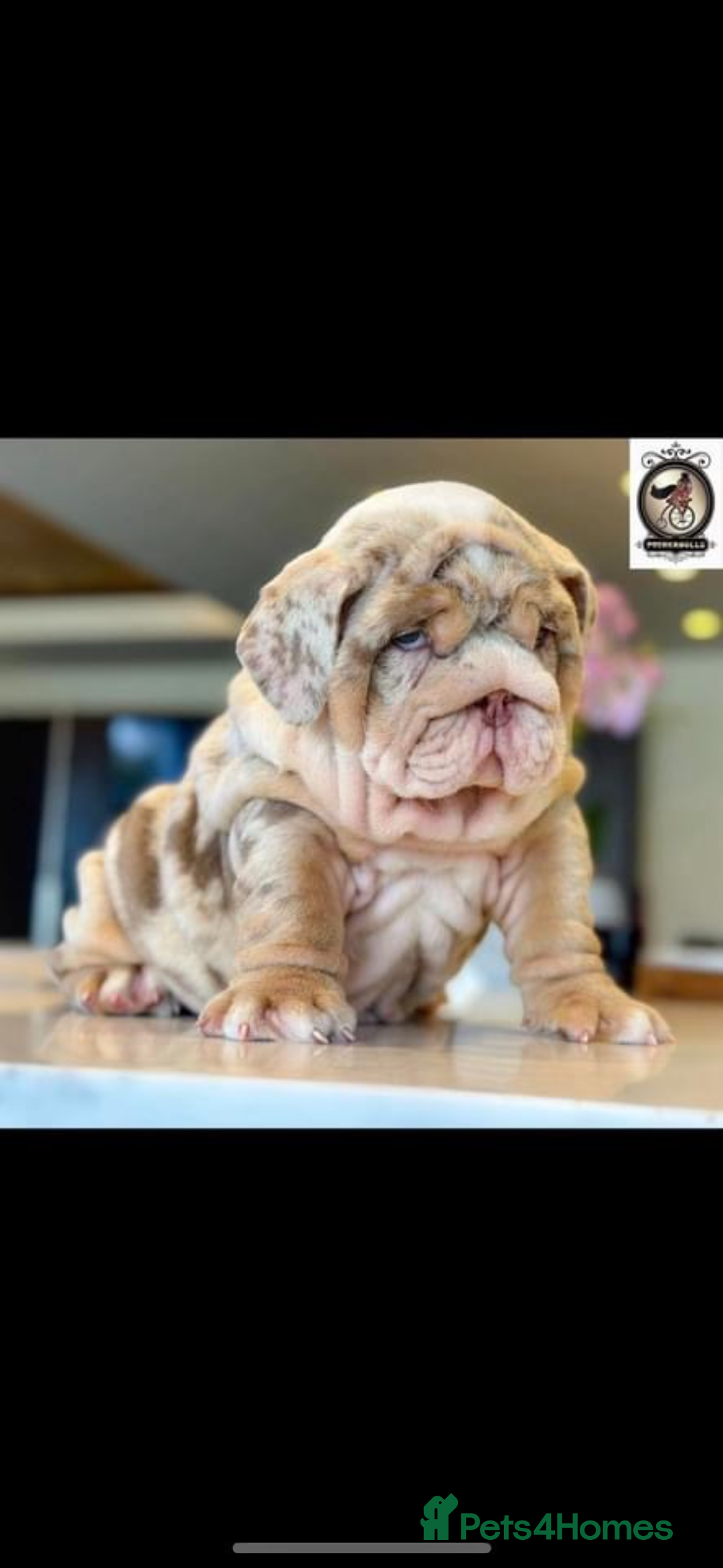 English Bulldog dogs for sale: Kc litter outstanding bloodlines bulldog pups  - Image 27