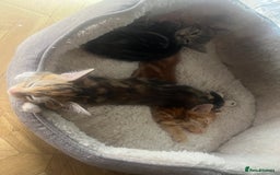 Mixed Breed cats for sale: Kittens ready for new homes - Image 4