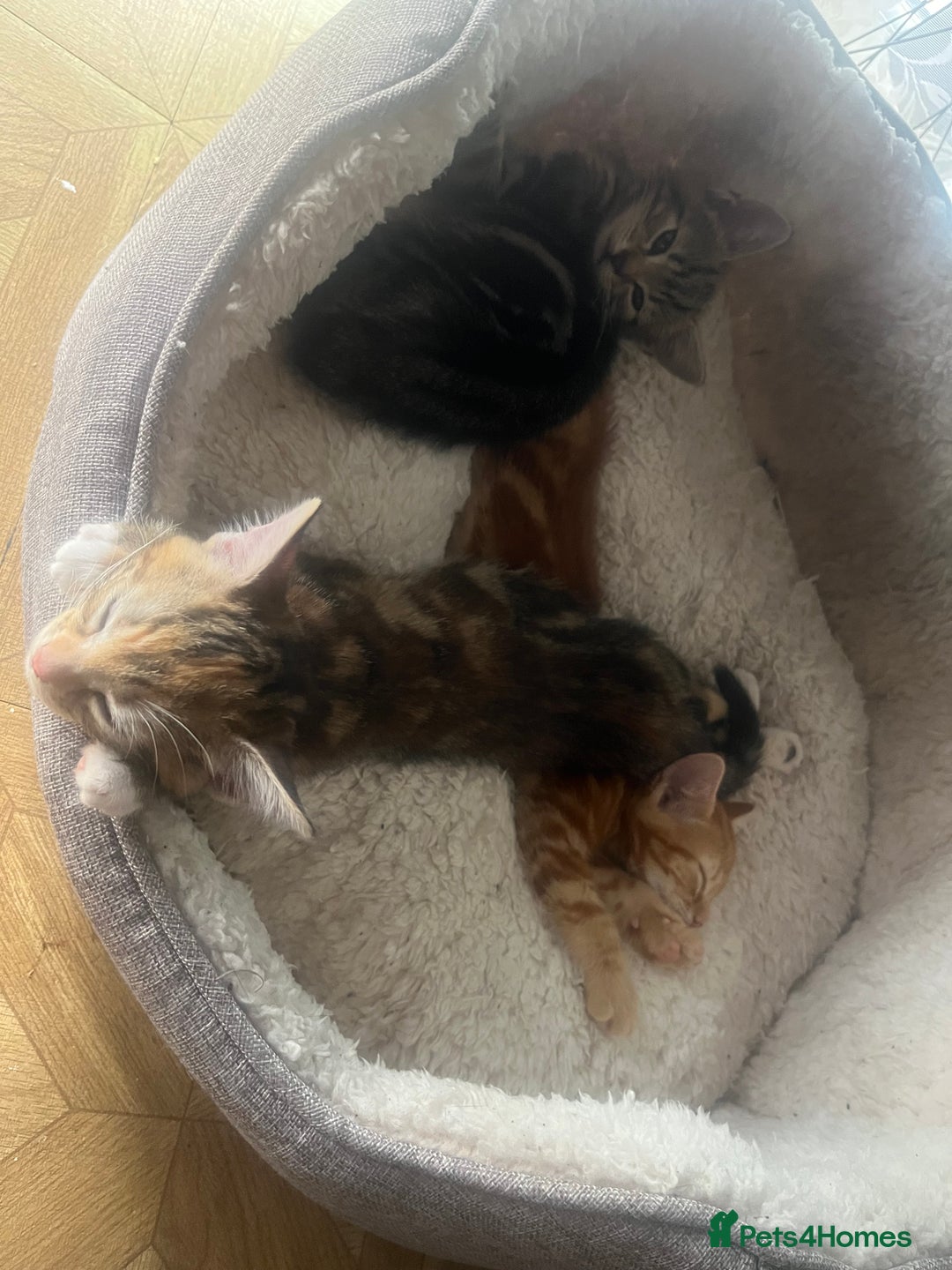 Mixed Breed cats for sale: Kittens ready for new homes - Image 4
