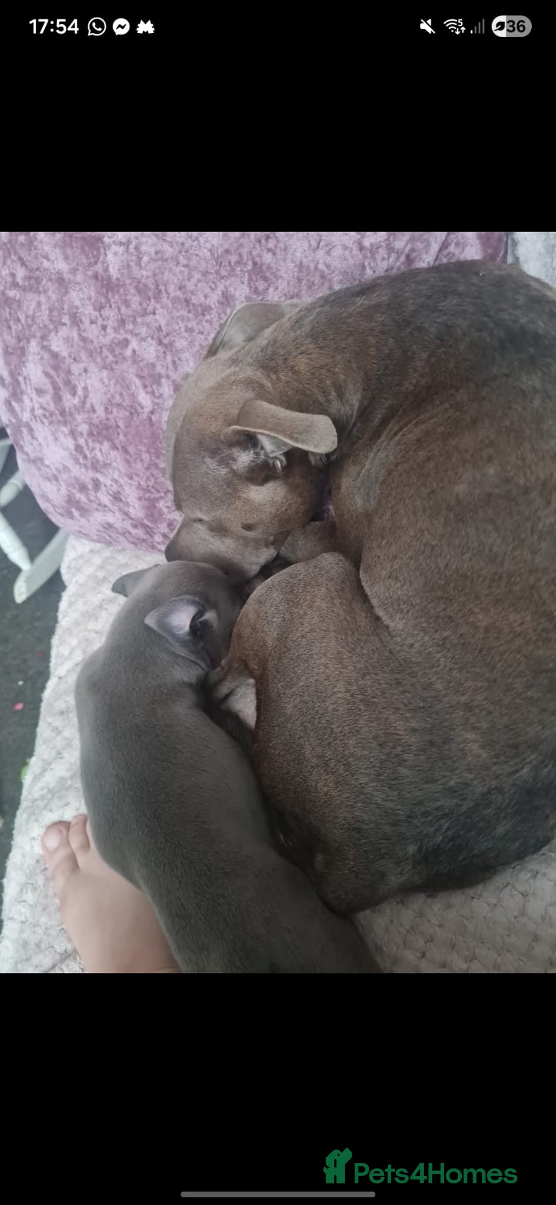 Mixed Breed dogs for sale: Loki  - Advert 6